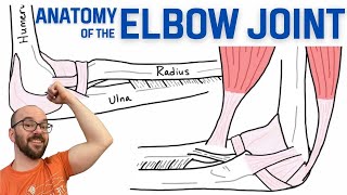 Anatomy of the Elbow Joint [upl. by Tattan]