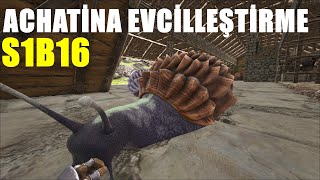 Ark achatina evcilleştirme I Ark achatina taming I ARK Survival Evolved  Ragnarok  S1B16 [upl. by Akenet]