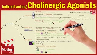 Pharmacology ANS 7 Indirect Acting Cholinergic Drugs Edrophonium  Physostigmine  Neostigmine [upl. by Hillie]