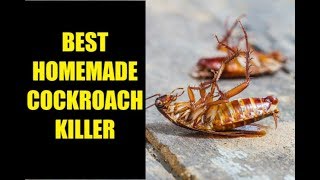 Safe and Effect Way To Kill Cockroaches  Remedies To Get Rid Of Cockroach By Hareems kitchen menu [upl. by Ntsuj]