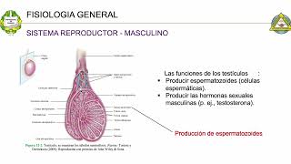 Fisiología para enfermería Sistema reproductor [upl. by Baxie510]