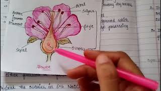 BSc 3rd year notes  Ovule Culture Plant Biotechnology ovuleculture biotechnology notes [upl. by Spooner230]