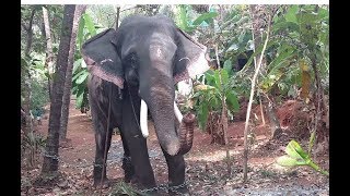 അഴകുള്ള രാമൻ ആരും നോക്കി നിന്ന് പോകും  ഊട്ടോളി രാമൻ  UTTOLY RAMAN  THE BEAUTIFUL ELEPHANT [upl. by Maxey]