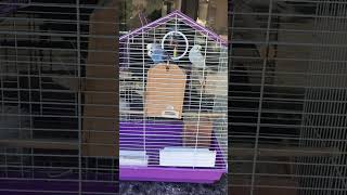 Budgie or Parakeet  What do you call it Queens NY [upl. by Brittnee]