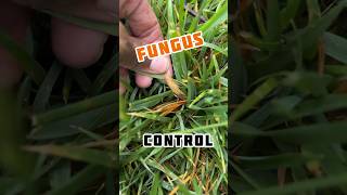 Control Your Water Control Lawn Fungus shorts [upl. by Yror]