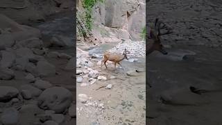 In the Narrows at Zion National Park travel wildlife [upl. by Anirtik895]