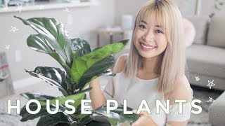 Best Indoor Plants  Cute House Plants That Clean The Air 🌿 [upl. by Zealand940]