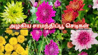 சாமந்தி பூச்செடிகள் crysanthemum [upl. by Assed]