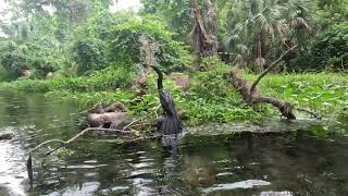 Anhinga Underwater View Hunts And Eats Fish Apopka Florida [upl. by Akimahc]