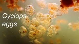 Copepod eggs [upl. by Kemme]