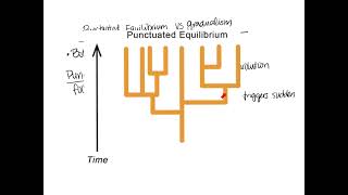 Notes for Megasheet  Punctuated Equilibrium vs Gradualism [upl. by Eelnayr]