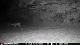 05 25 24 1248 02am Several deer eating in the lower back field near the mineral block deer [upl. by Stochmal139]