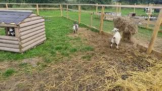 The watering hole on the farm  Ossett Wakefield  Family day out at petting zoo and cafe [upl. by Brendon596]