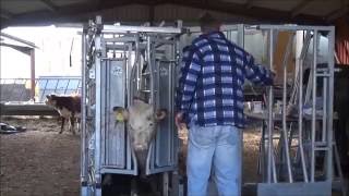 Hereford cattle dehorning [upl. by Cullie]