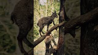 Mountain Climbing Goats Against Gravity [upl. by Latsyrhk]