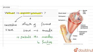 What is epimysium [upl. by Rabelais384]