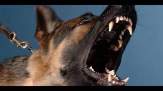 Angry DOG Bark amp Growl Sound Effects [upl. by Solana]