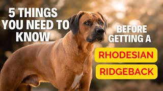 5 Thing You Need To Know Before Getting a Rhodesian Ridgeback [upl. by Naivad]