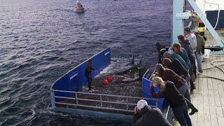 Great White Shark Caught Tagged Released For Science [upl. by Pickar423]