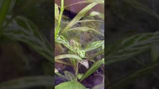 Soon many shrimplets🦐🦐 animals aquarium viralvideo eating terrarium isopod [upl. by Swanhildas]