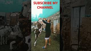 Gujri friendly extreme quality adant duble haddi andul bakr trending viral videoshort goatfarm [upl. by Herr50]