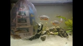 WARNING Piranha Eats New Aquarium Fish EATEN WITHOUT PAIN [upl. by Gibert]