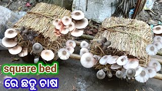 ସ୍କୋୟର ବେଡ୍ ରେ ଛତୁ ଚାଷ କଲେ କଣ ଲାଭ ହେଇ ଥାଏ । ଜାଣନ୍ତୁ ଏହି ଭିଡିଓ ରେ ।mushroom [upl. by Bellew]