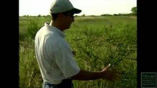 Bobwhite Quail The Quail Question [upl. by Anaela]