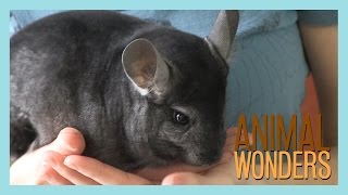 Chinchillas What Where and How [upl. by Alyda602]