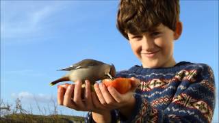 Henry amp the Waxwings  Fair Isle Shetland [upl. by Grewitz]