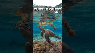 beautiful turtle deep ocean swim in 4k🐢what species of turtles is this nature turtle oceansounds [upl. by Ellenwahs396]