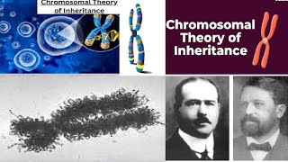 Chromosomal Theory Of Inheritance  Class 12 Biology [upl. by Anitsirhcairam678]