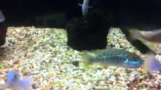 Melanochromis Joanjohnsonae Pearl of Likoma [upl. by Ydoow]