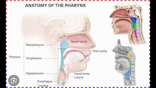 anatomy of pharynx  halak ki jismani sakht  हलाक की जिस्मनी सख्त [upl. by Green]