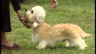 Dandie Dinmont Terrier  AKC Dog Breed Series [upl. by Talmud]