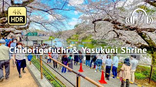 Tokyo Cherry Blossoms in Full Bloom 2023 Walking Tour  Tokyo Japan 4KHDRBinaural [upl. by Preciosa]