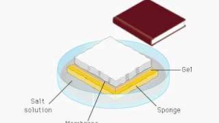 Northern Blot Concept [upl. by Edge]