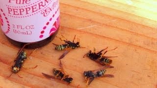 How To Get Rid Of Wasps Naturally [upl. by Durant]