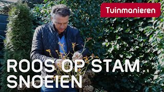 De Stamroos of roos op stam snoeien in de lente Hoe doe je dat  Tuinmanieren [upl. by Lambart]