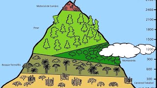 ¿Cuáles son los PISOS BIOCLIMÁTICOS de CANARIAS [upl. by Fein]