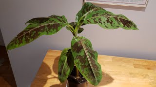 Finally got one Musa Acuminata quotZebrinaquot Blood Banana Plant [upl. by Uoliram]