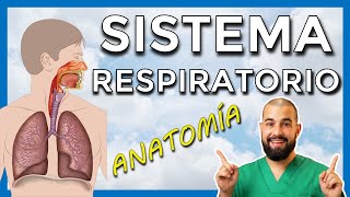 Anatomía y fisiología del SISTEMA RESPIRATORIO Repaso general [upl. by Nayab]