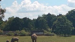 20 Cotswold Wildlife Park And Gardens [upl. by Dronski77]