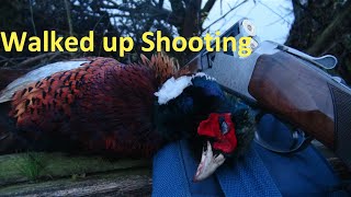 Walked up Pheasant Shooting [upl. by Adnanref]