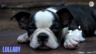 🔴Pet Music🎵Lullaby For Dogs💖Dog relaxation music🎵Music for Dogs [upl. by Acinonrev]