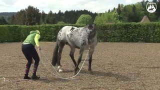 Loesdau Lessons Bodenarbeit mit Sabine Ellinger Teil 6 fünfte Grundübung [upl. by Aeslek639]