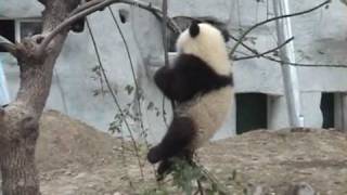 Baby Panda Bear falls out of Tree [upl. by Dareg553]