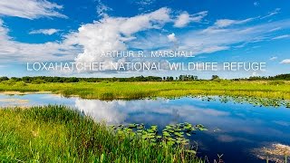 Arthur R Marshall Loxahatchee National Wildlife Refuge [upl. by Alomeda]