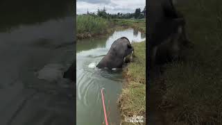 Talent buffalo Jump in the River shorts [upl. by Gordy775]