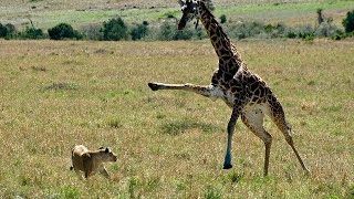 Giraffe kills lion Giraffe attacks lion pride and kicks one of them to death [upl. by Geraldina145]